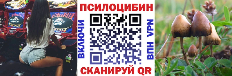 Псилоцибиновые грибы Psilocybe  Верещагино 